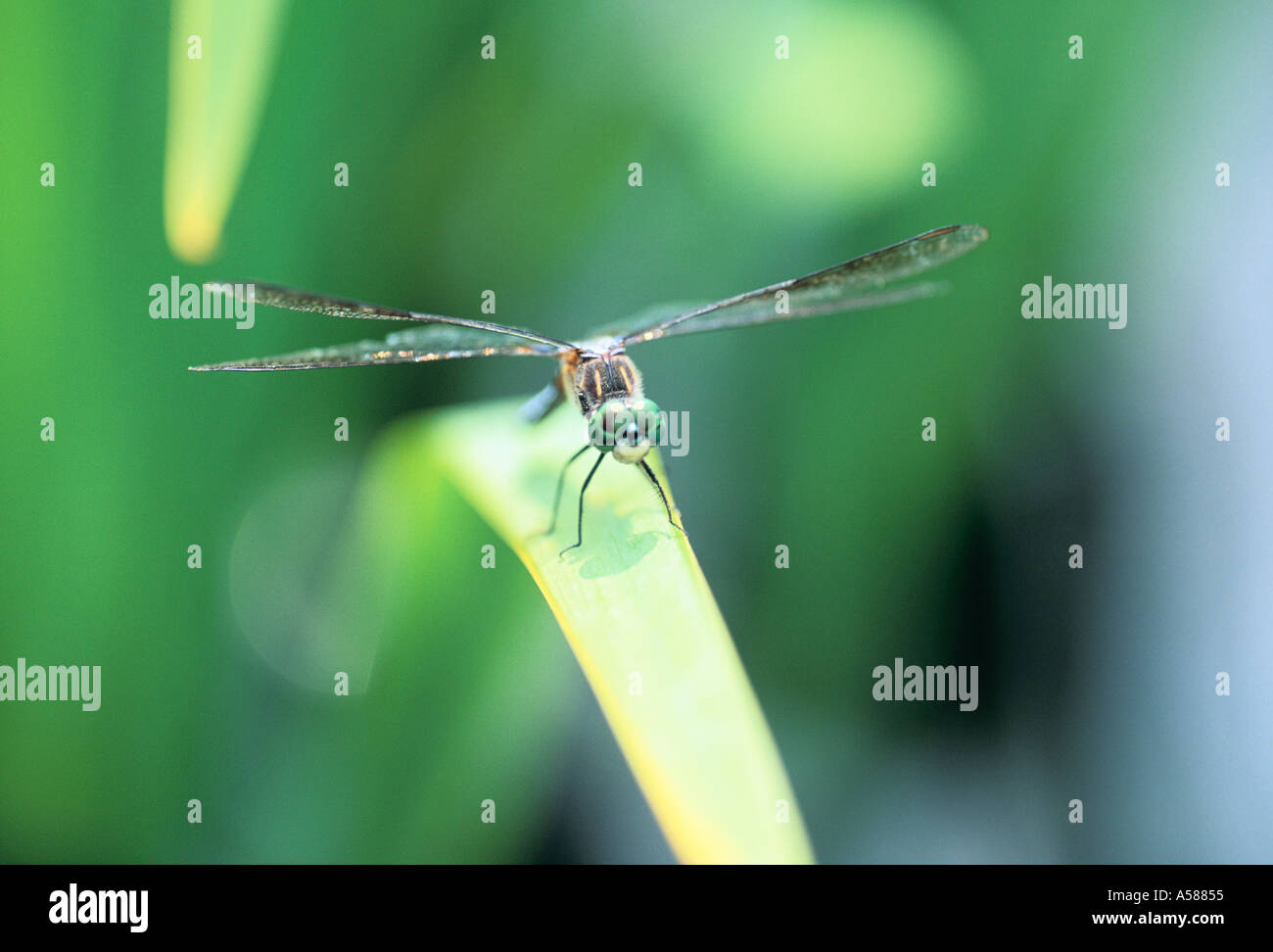Damselfly on blade of grass Stock Photo - Alamy