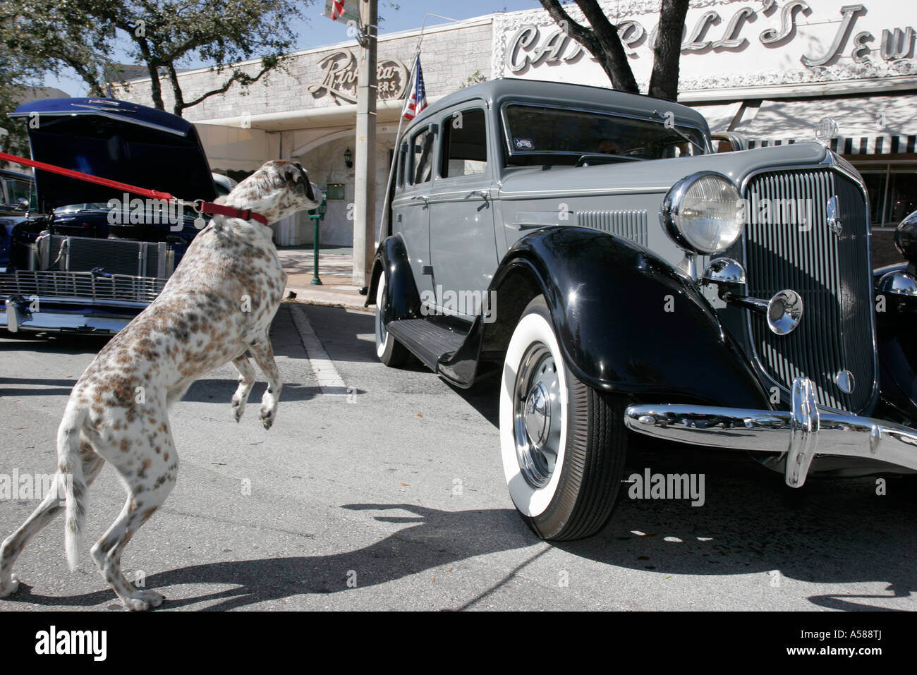 Miami Florida,Coral Gables,Classic car cars Show,collectors,nostalgia
