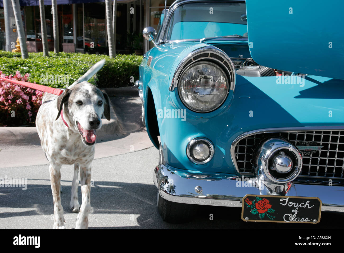 Miami Florida,Coral Gables,Classic car cars Show,collectors,nostalgia nostalgic retro,investment,restore,hobby,Americana,1956 Ford Thunderbird,dog dog Stock Photo