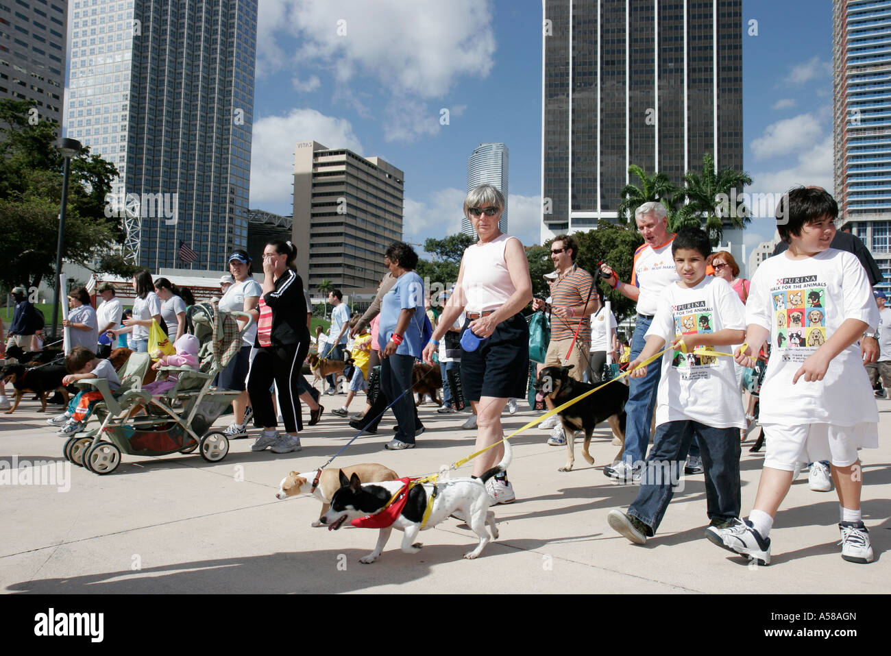Miami Florida,Bayfront Park,Purina Walk for the Animals,fundraiser,corporate,sponsor animal,Hispanic Latin Latino ethnic immigrant immigrants minority Stock Photo