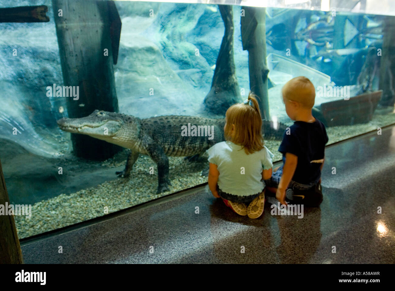 Kids looking at an Alligator in the National Mississippi River Museum and Aquarium Dubuque Iowa Stock Photo