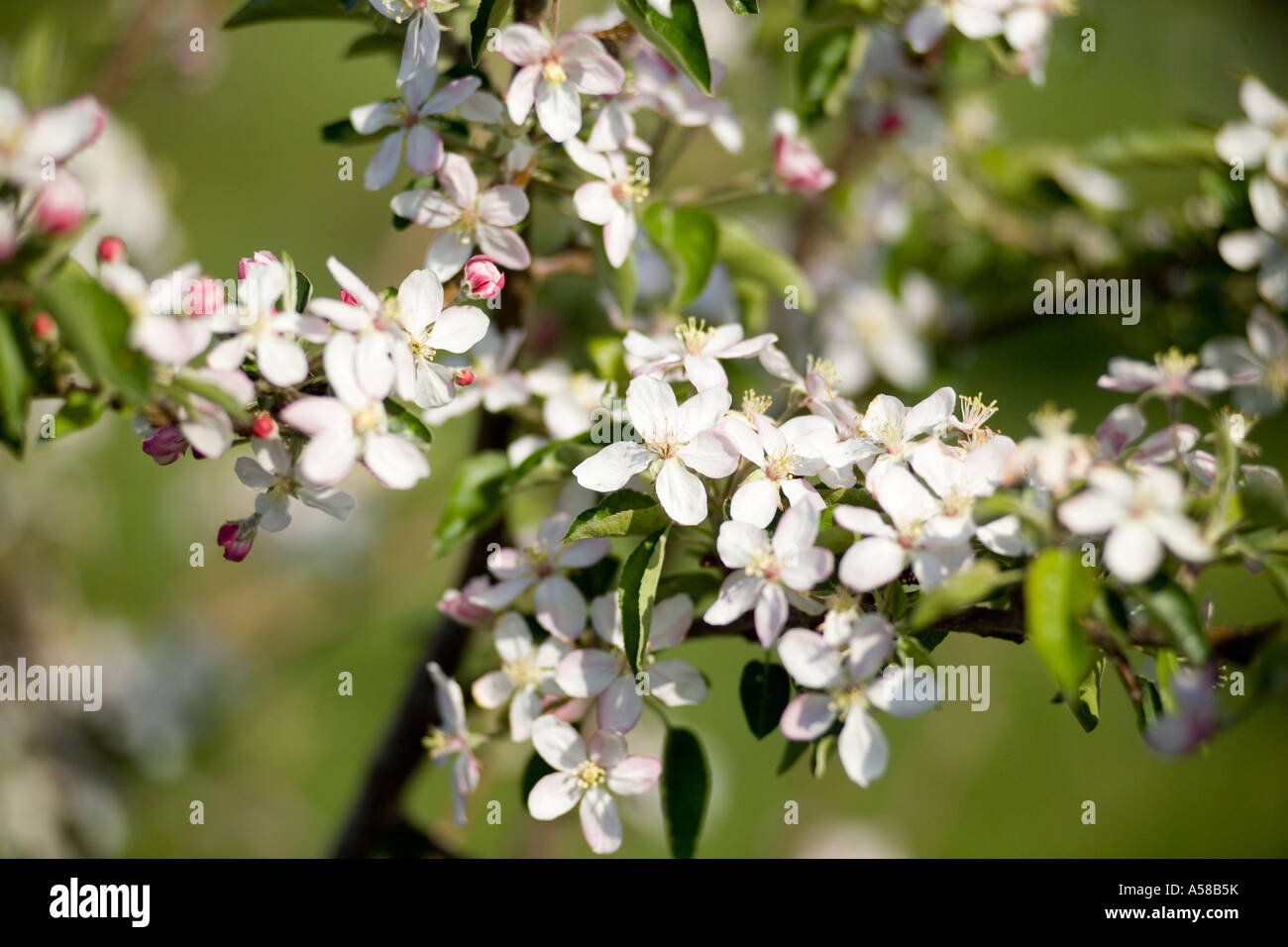 Apple blossoms at an Orchard in Southern Illinois Stock Photo