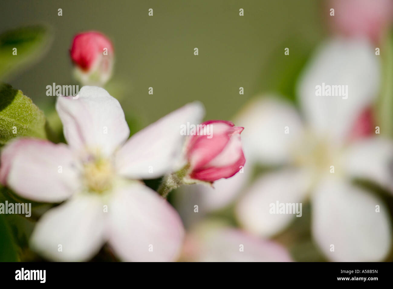 Apple blossoms at an Orchard in Southern Illinois Stock Photo