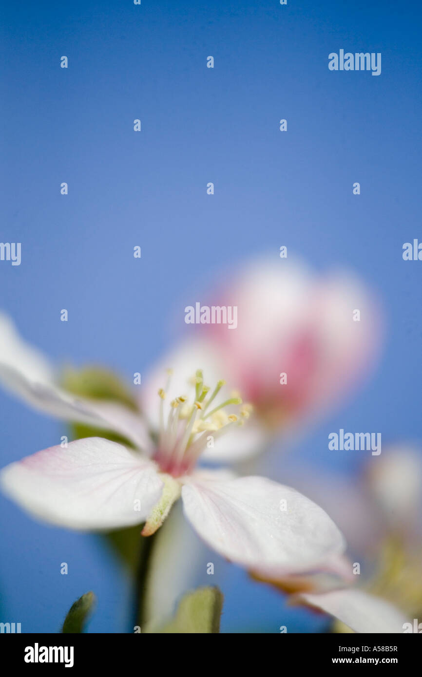 Apple blossoms at an Orchard in Southern Illinois Stock Photo