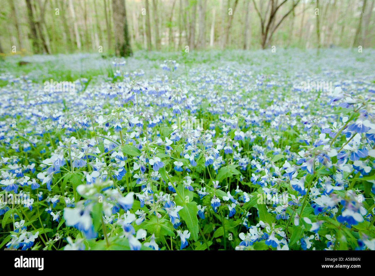 Blue Eyed Mary wildflowers cover the forest floor at Giant City State Park Illinois Stock Photo