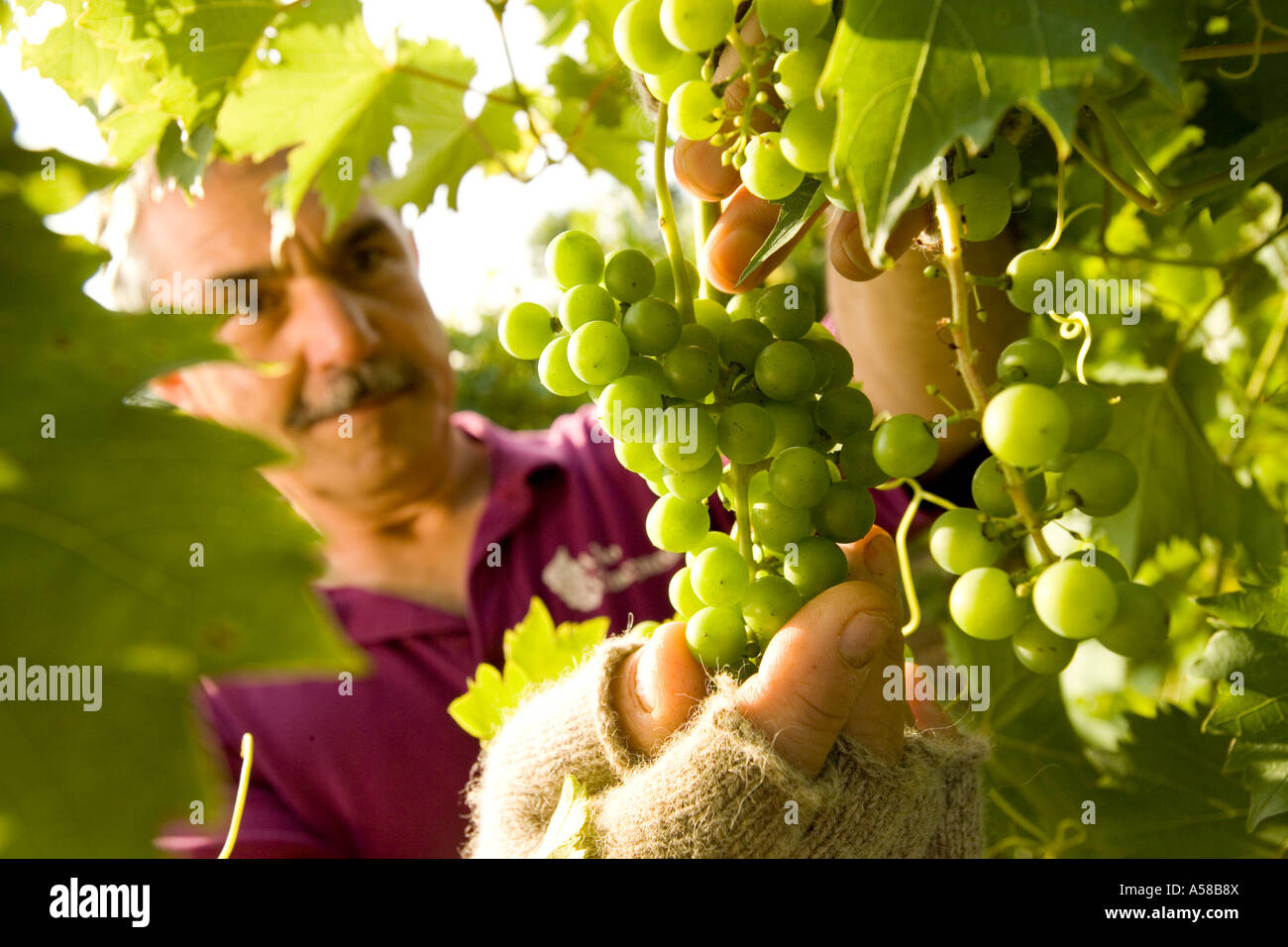 Man picking grapes at Alto Vineyard in Southern Illinois Stock Photo
