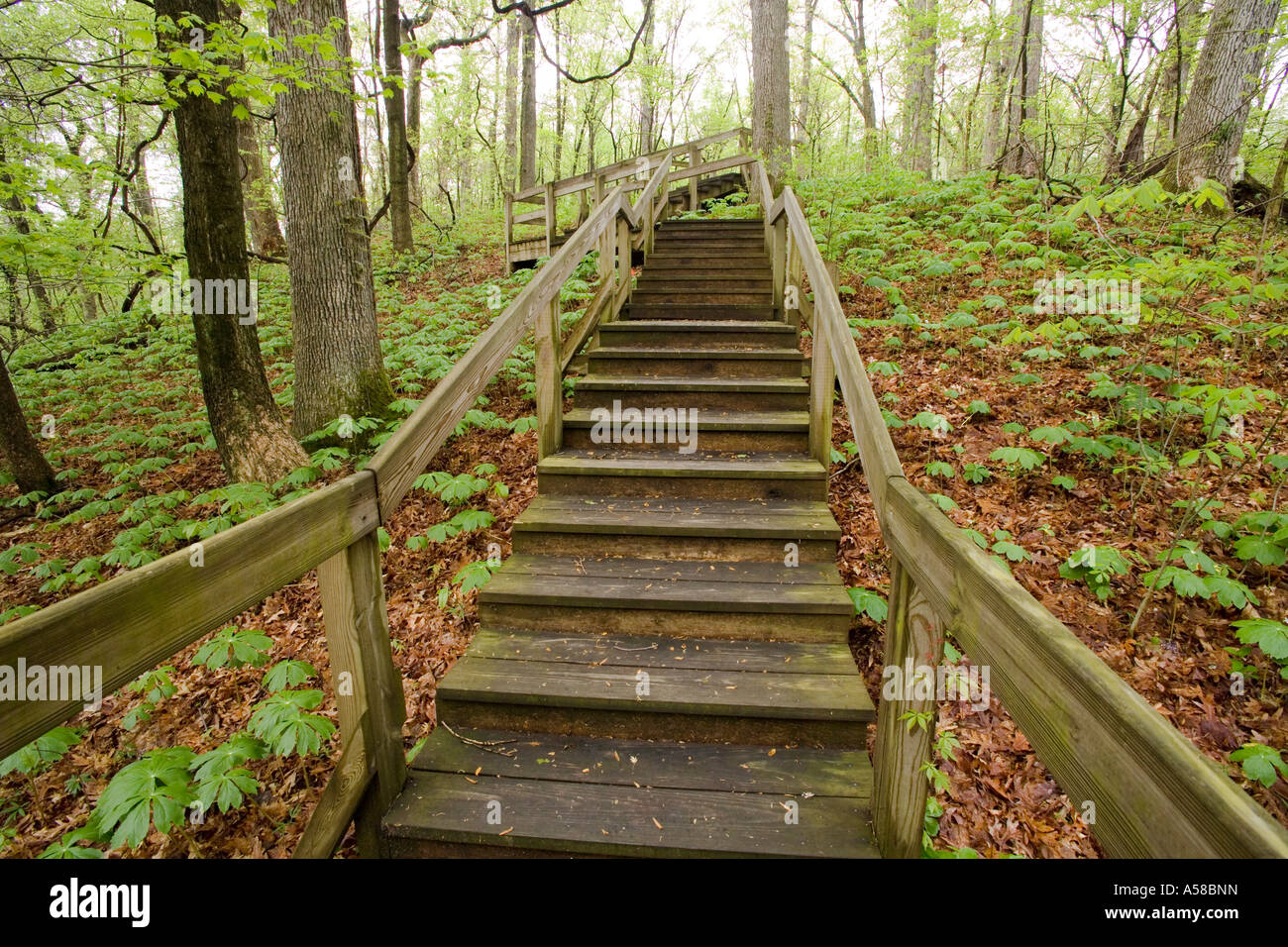Stairway in Spring at Beall Woods State Park Illinois Stock Photo