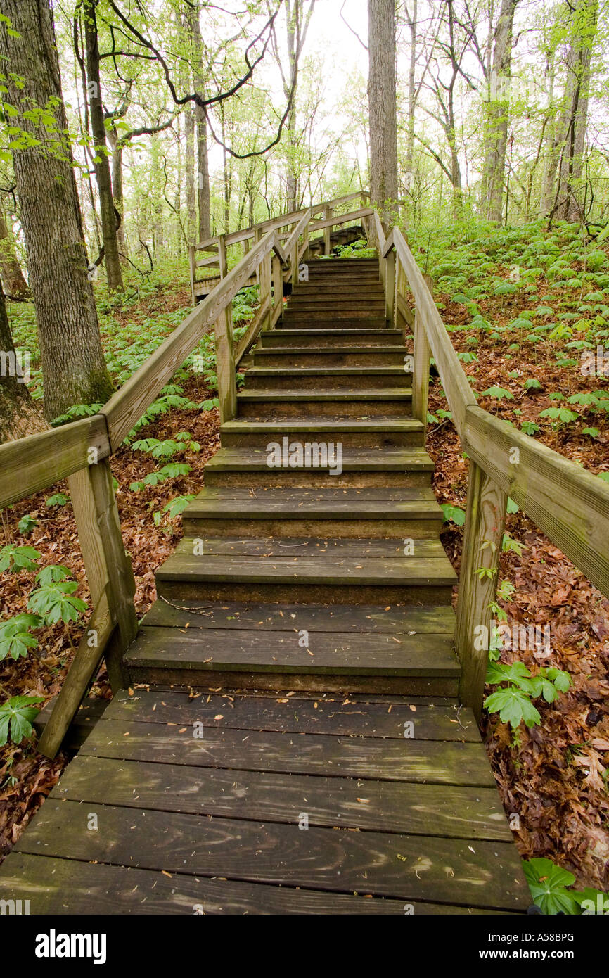 Stairway in Spring at Beall Woods State Park Illinois Stock Photo
