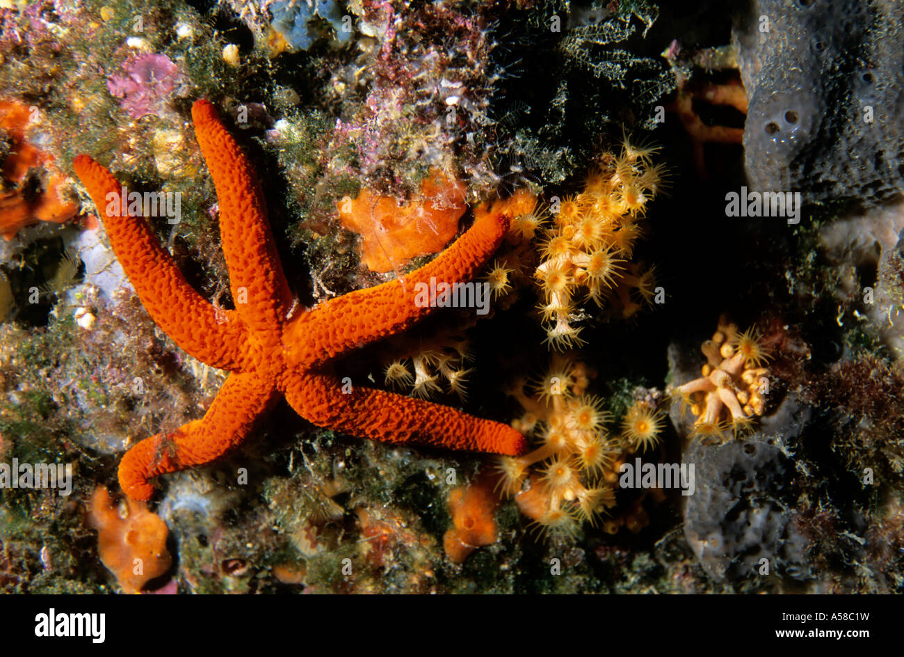 Red Starfish (Echinaster sepositus) clinging to a rock Stock Photo