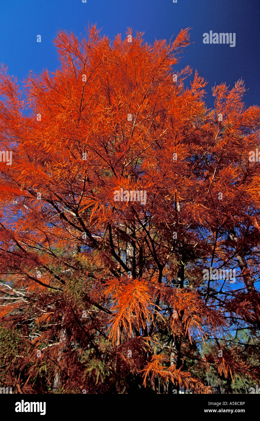 Bald cypress tree orangish brown fall color leaves Stock Photo - Alamy