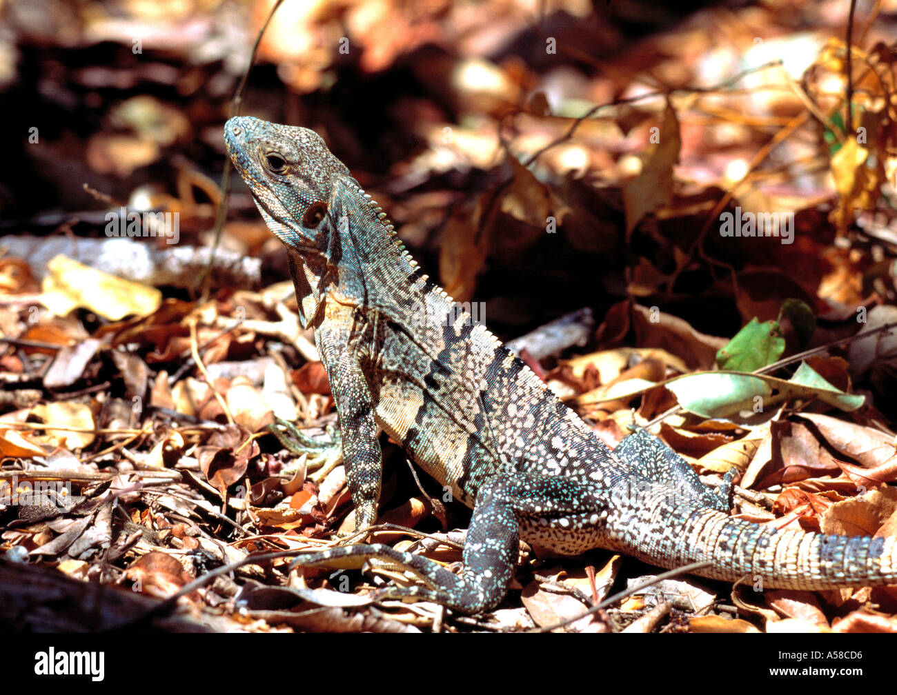 Animals, Reptiles, Iguana Stock Photo