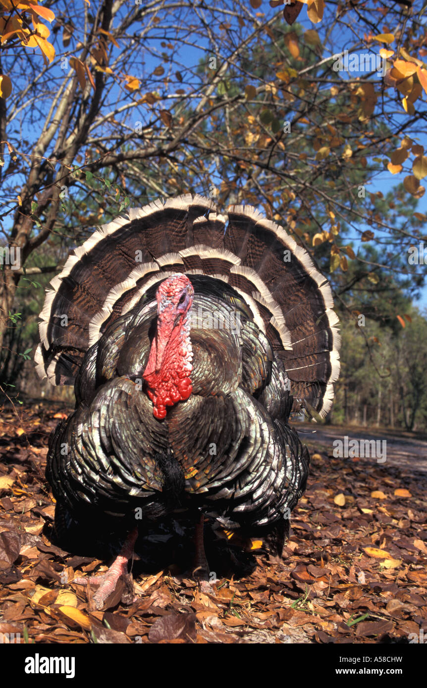 bird, Male turkey, iconic, american, thanksgiving, symbol, november