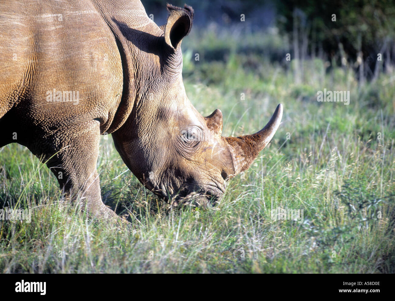 Pclp1115537 hi-res stock photography and images - Alamy