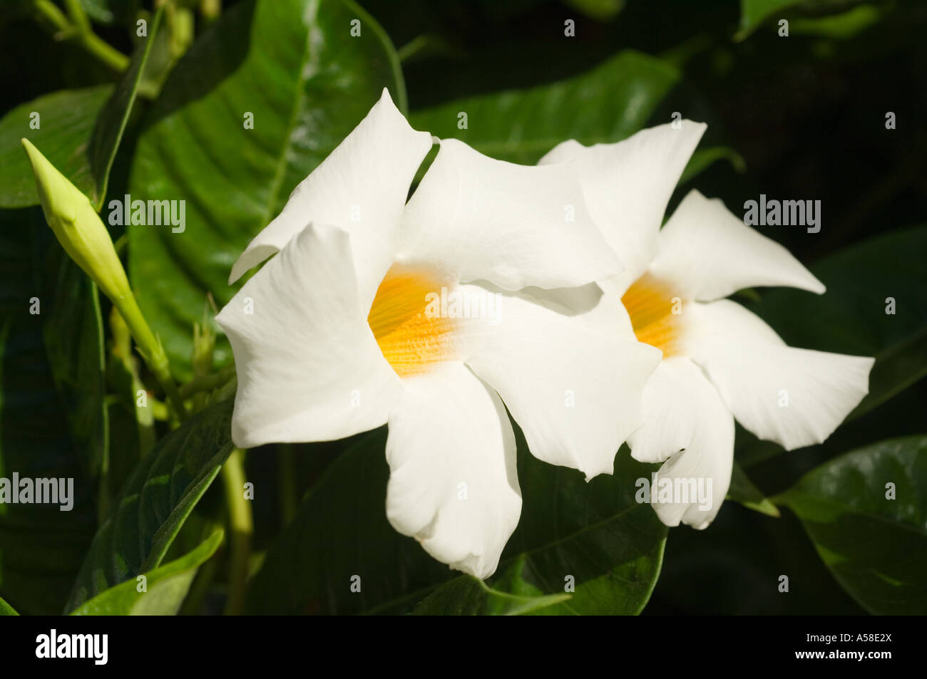 White Dipladenia (Mandevilla boliviensis) Sundaville TM 'White', garden hybrid, flowering in  Bunbury W Australia February Stock Photo