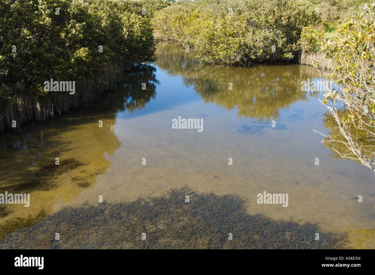 White Mangrove (Avicennia marina) coastal wetland, Big Swamp Reserve, Bunbury, Western Australia Stock Photo