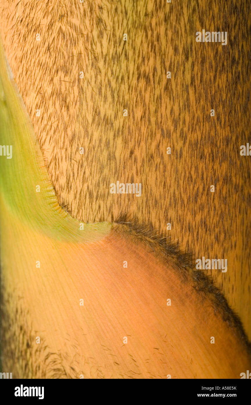 Bamboo (Bambuseae) close-up of new shoot, Australia Stock Photo