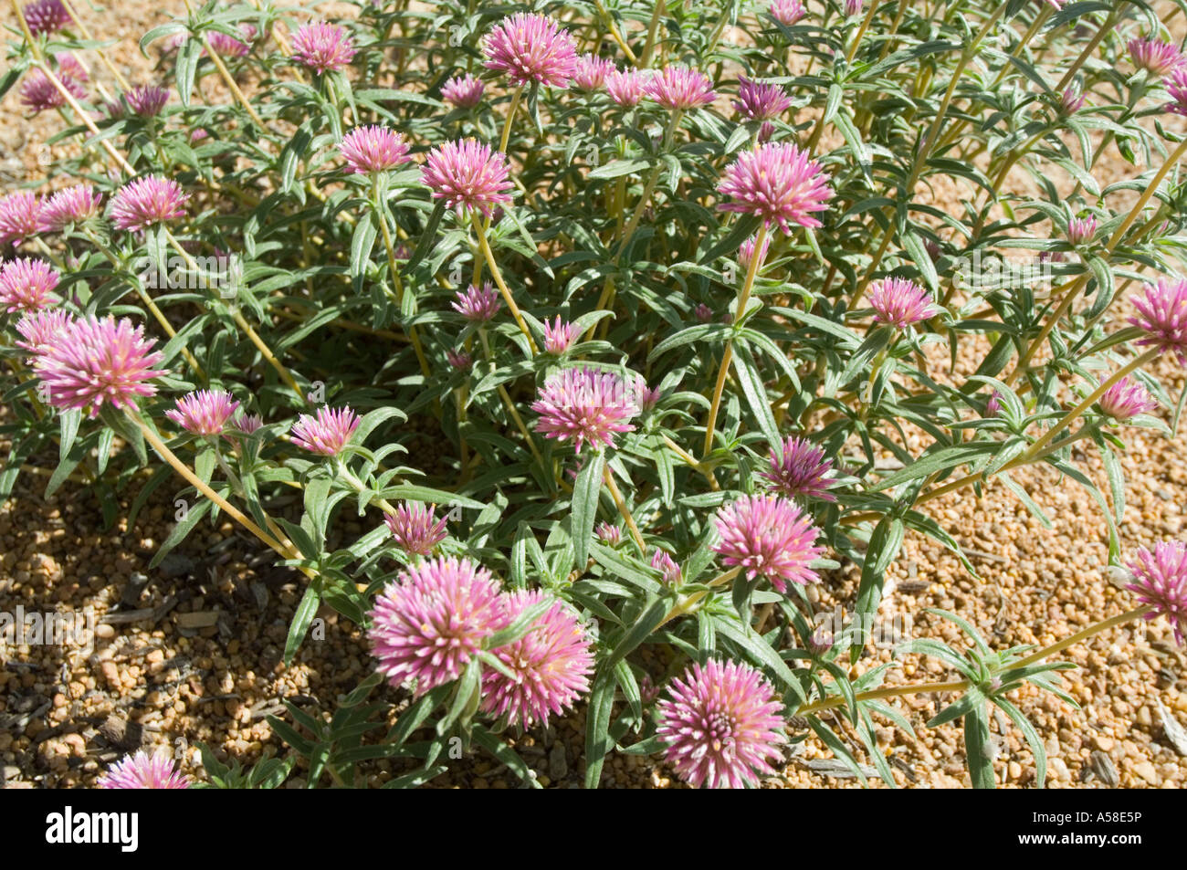 Globe amaranth (Gomphrena globosa) flowering in Botanical Garden, Kings Park, Perth Western Australia Stock Photo
