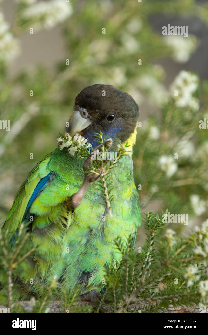 Port Lincoln Parrot (Barnardius zonarius) adult, feeding on flowers, Bunbury, Western Australia, February Stock Photo