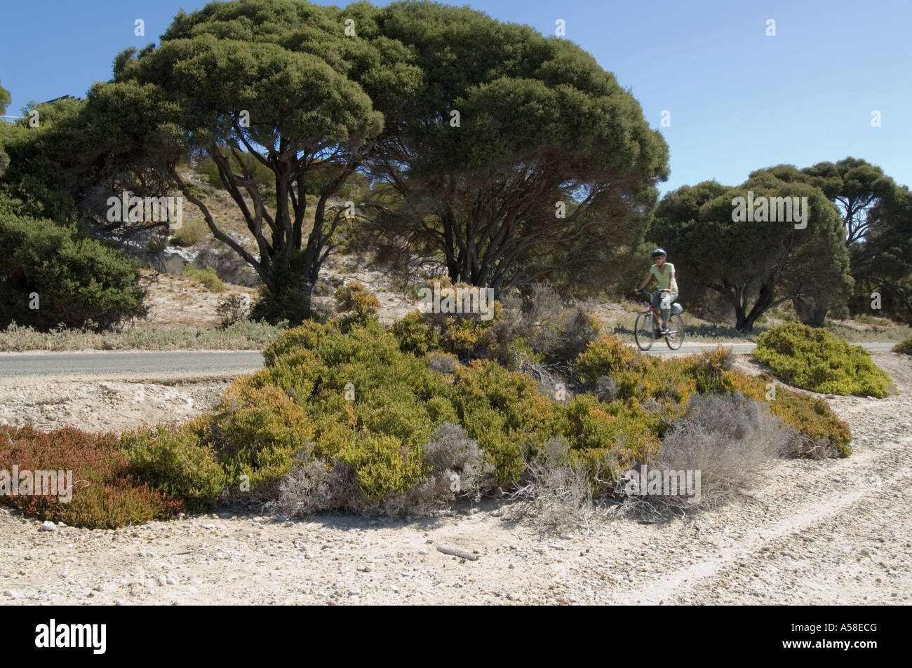 Grey Samphire (Halosarcia halocnemoides) and Tea Tree (Melaleuca lanceolata) Lake Herschel, Rottnest Island Western Australia Stock Photo
