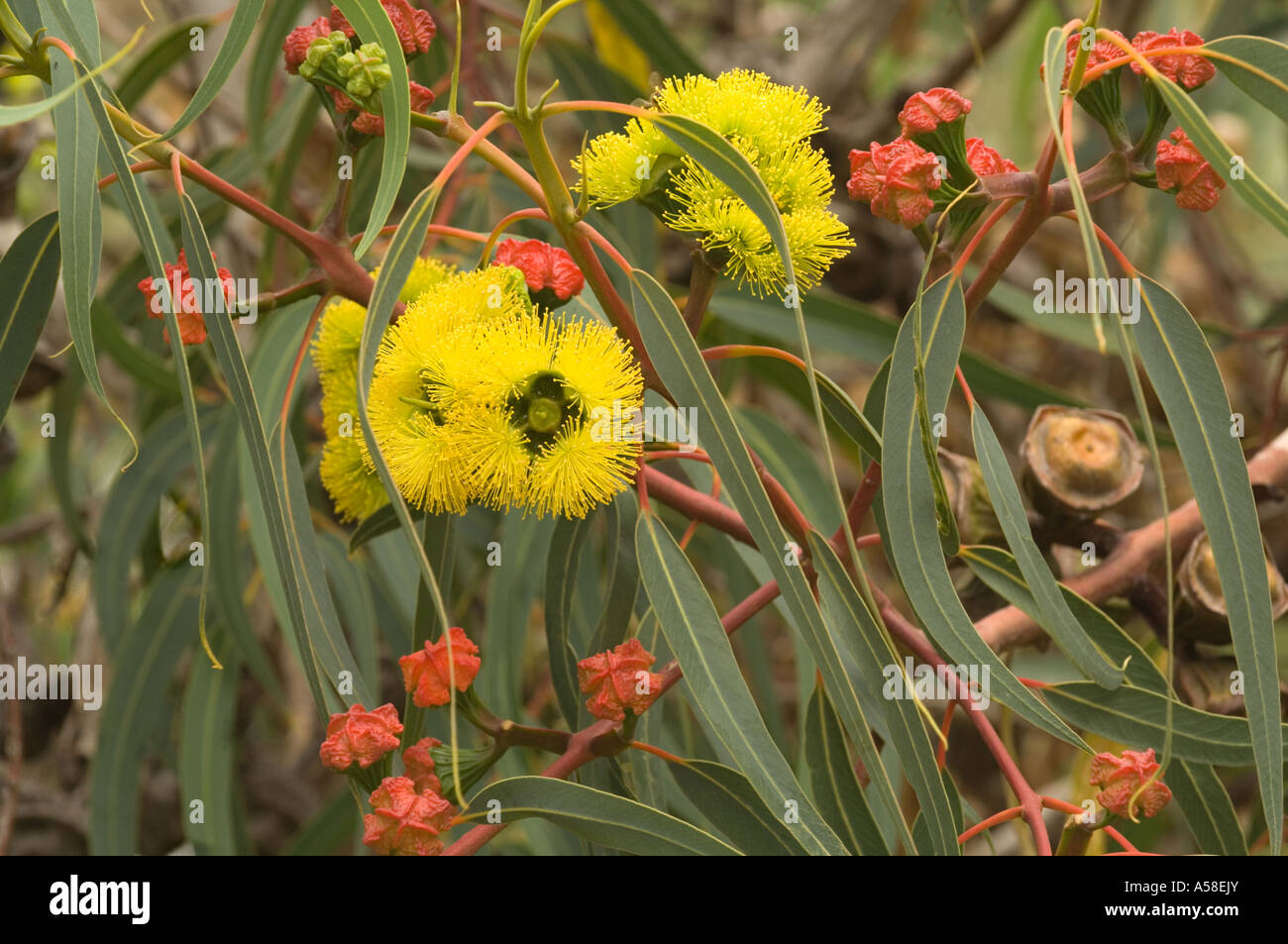 Illyarie Red Cap Gum (Eucalyptus erythrocorys) flowering, bud covered with red operculum, Perth, Western Australia, February Stock Photo