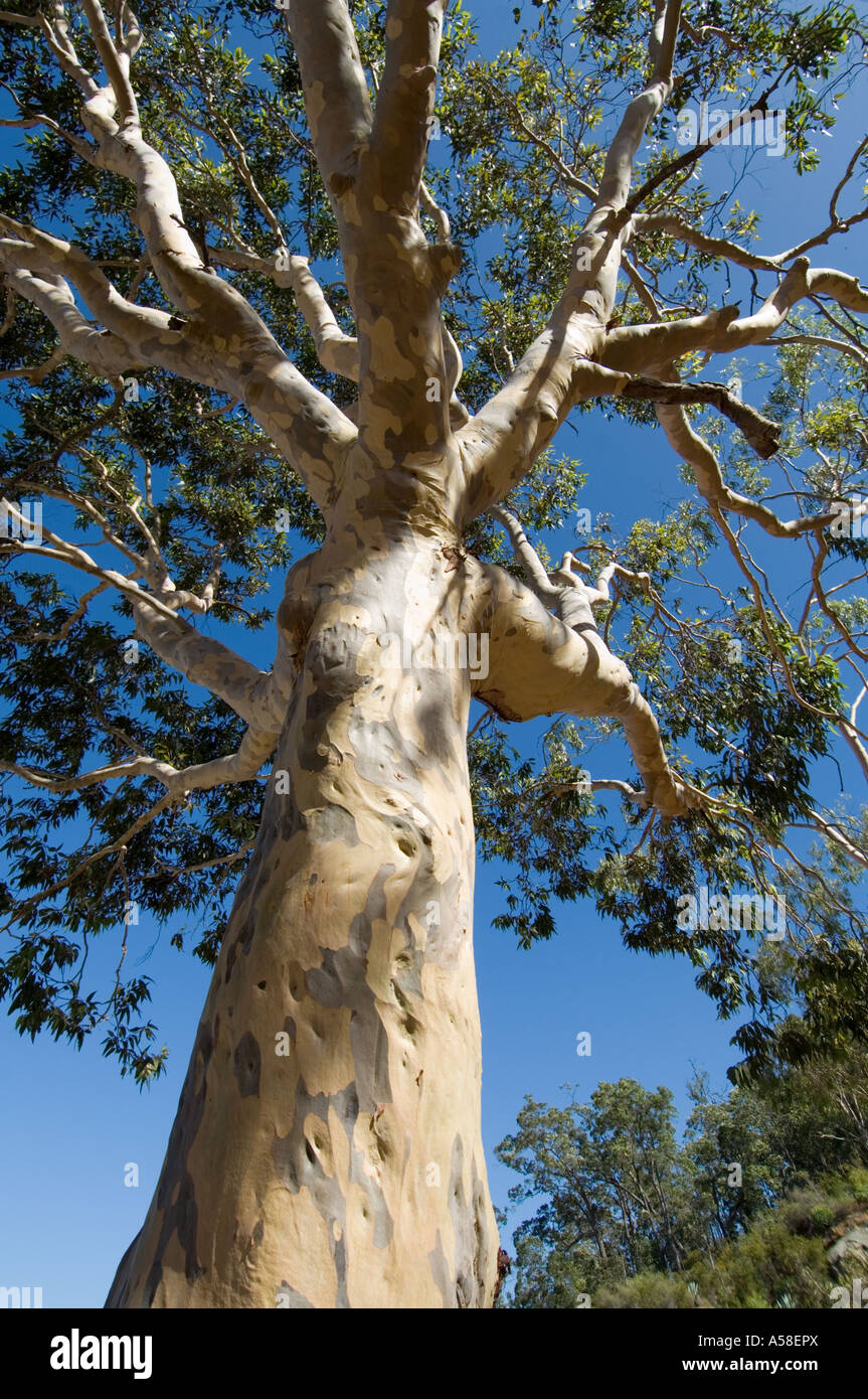 Spotted Gum (Eucalyptus maculata) looking up trunk into canopy, Western Australia Stock Photo