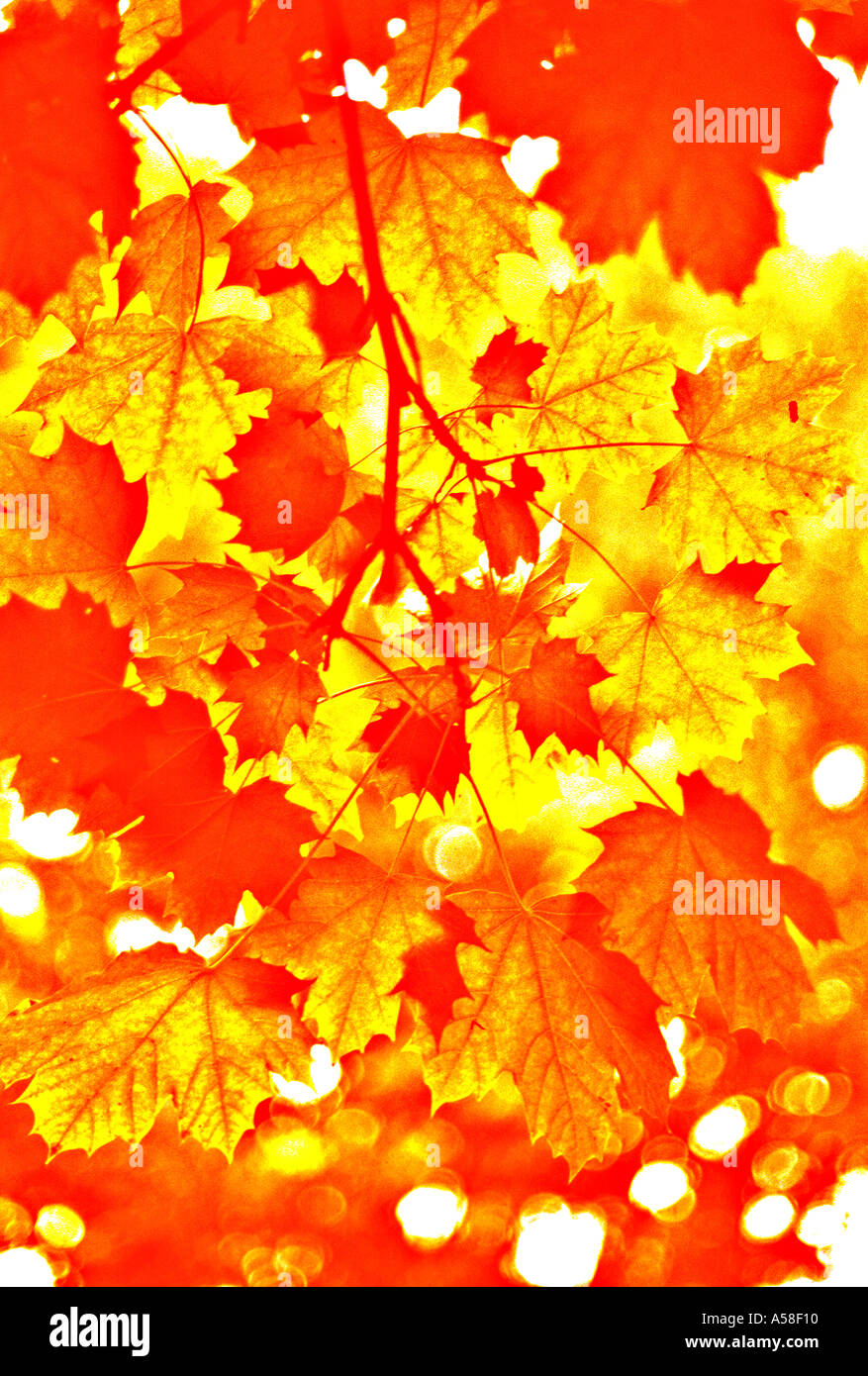 Tree trees leaves seasons hi-res stock photography and images - Alamy