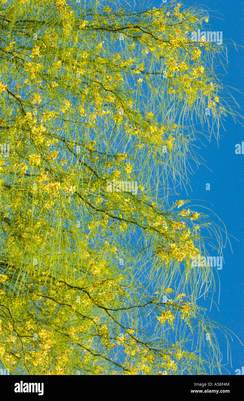 Jerusalem thorn (Parkinsonia aculeata) flowering in nature reserve the Parque Natural Costanera Su Buenos Aires Argentina Stock Photo