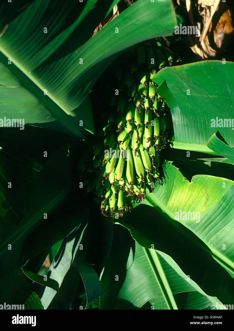 dh Small Madeira bananas BANANA EUROPE Growing banana plant island leaves fruit grown on tree