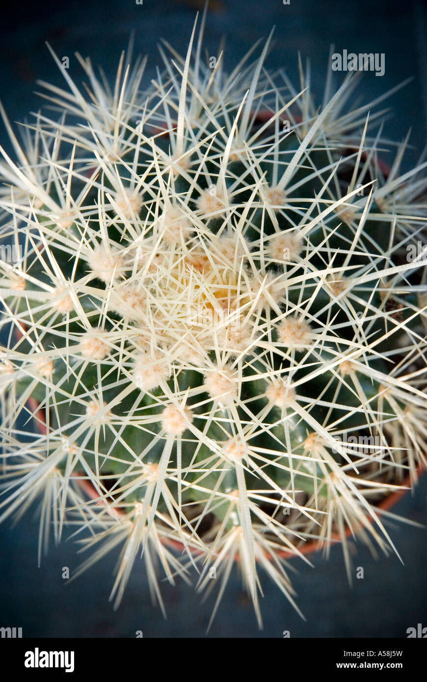 Looking down on a Cactus plant Stock Photo