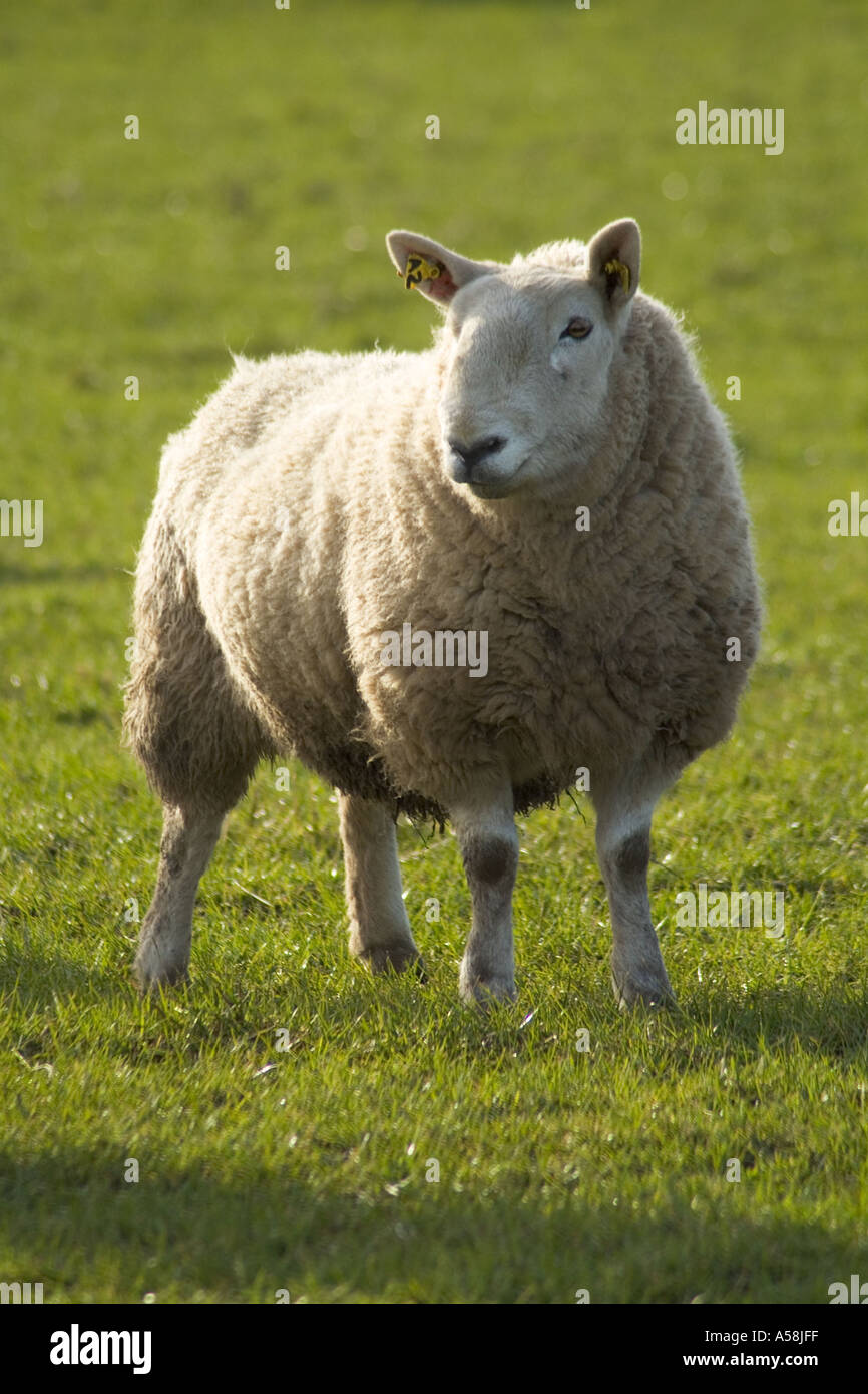 dh Sheep ANIMALS FARMING Texal ewe grass field Orkney Stock Photo