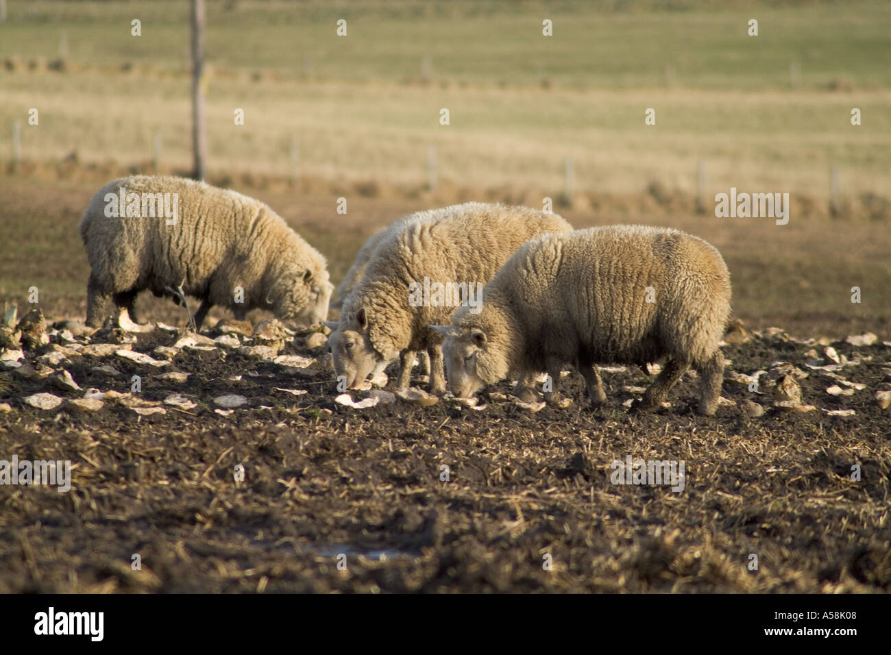 dh Sheep ANIMALS FARMING Sheep winter feeding turnips field Orkney Stock Photo