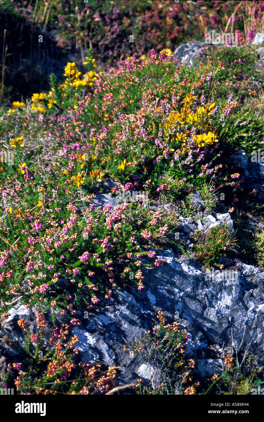 Coastal wildflowers hi-res stock photography and images - Alamy