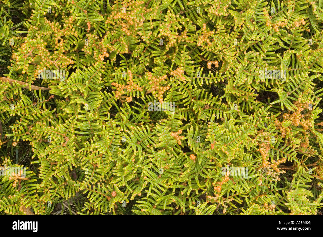 Alpine Coral-fern (Gleichenia alpina) colony, Cradle Mountain N.P., Tasmania, Australia Stock Photo