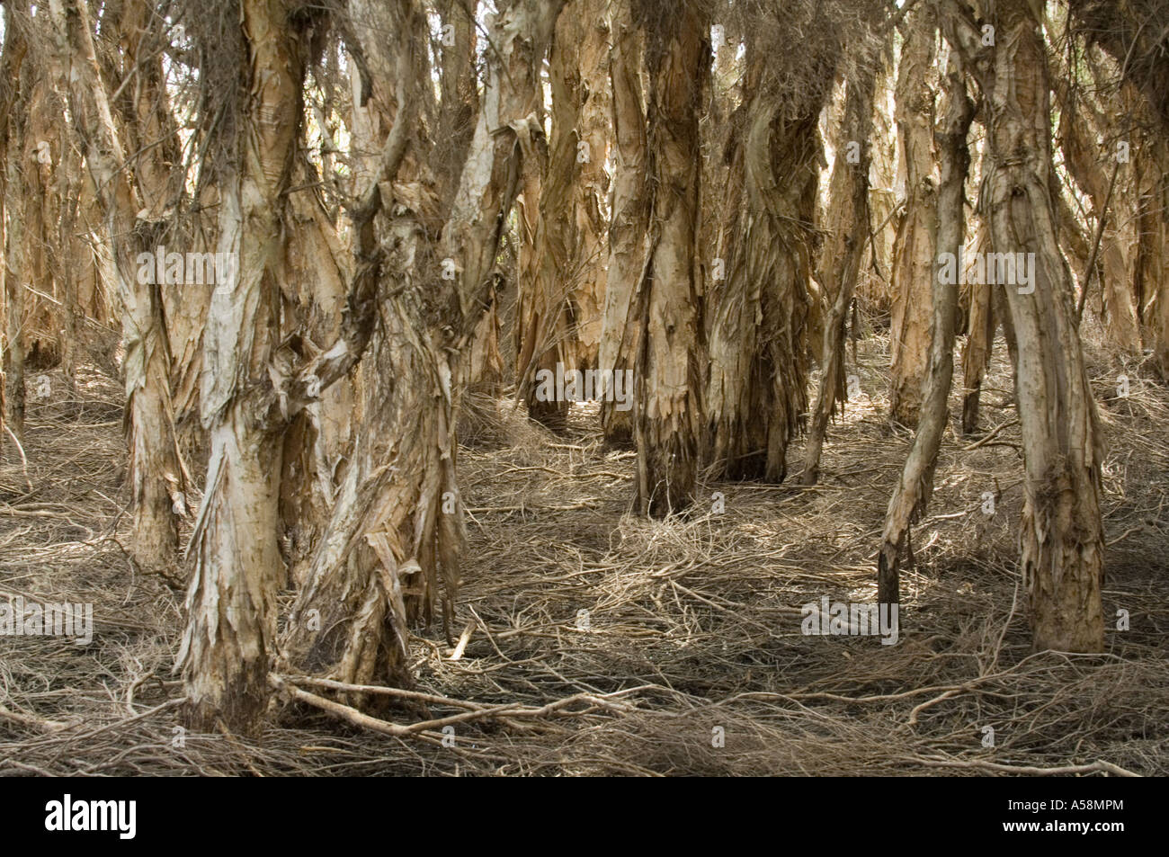 Paperbark thicket (Melaleuca quinquenervia) Myrtaceae, Herdsman Lake, Western Australia Stock Photo