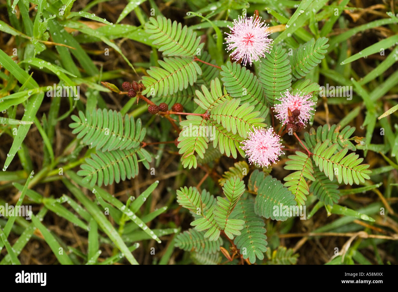 Sensitivity Plant (Mimosa pudica) flowering plant, Queensland pasture, Australia Stock Photo