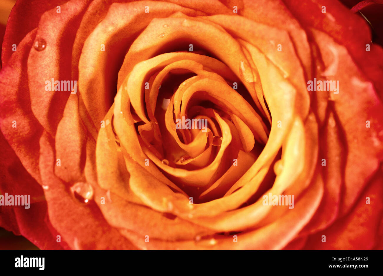Yellow rose rosa dew drops hi-res stock photography and images - Alamy