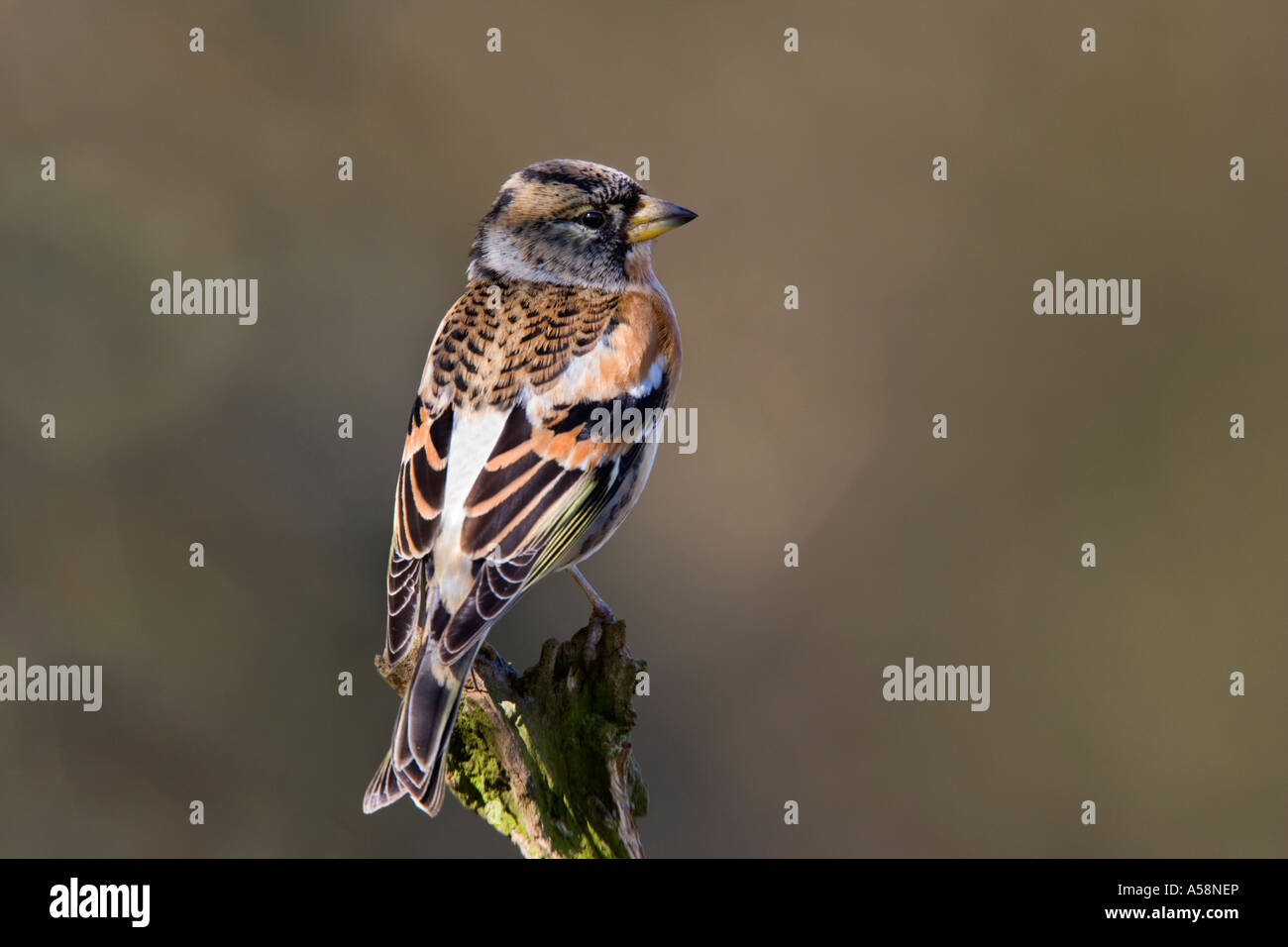 Brambling Fringilla montifringilla perched on stump showing white rump looking alert with nice out of focus background potton Stock Photo