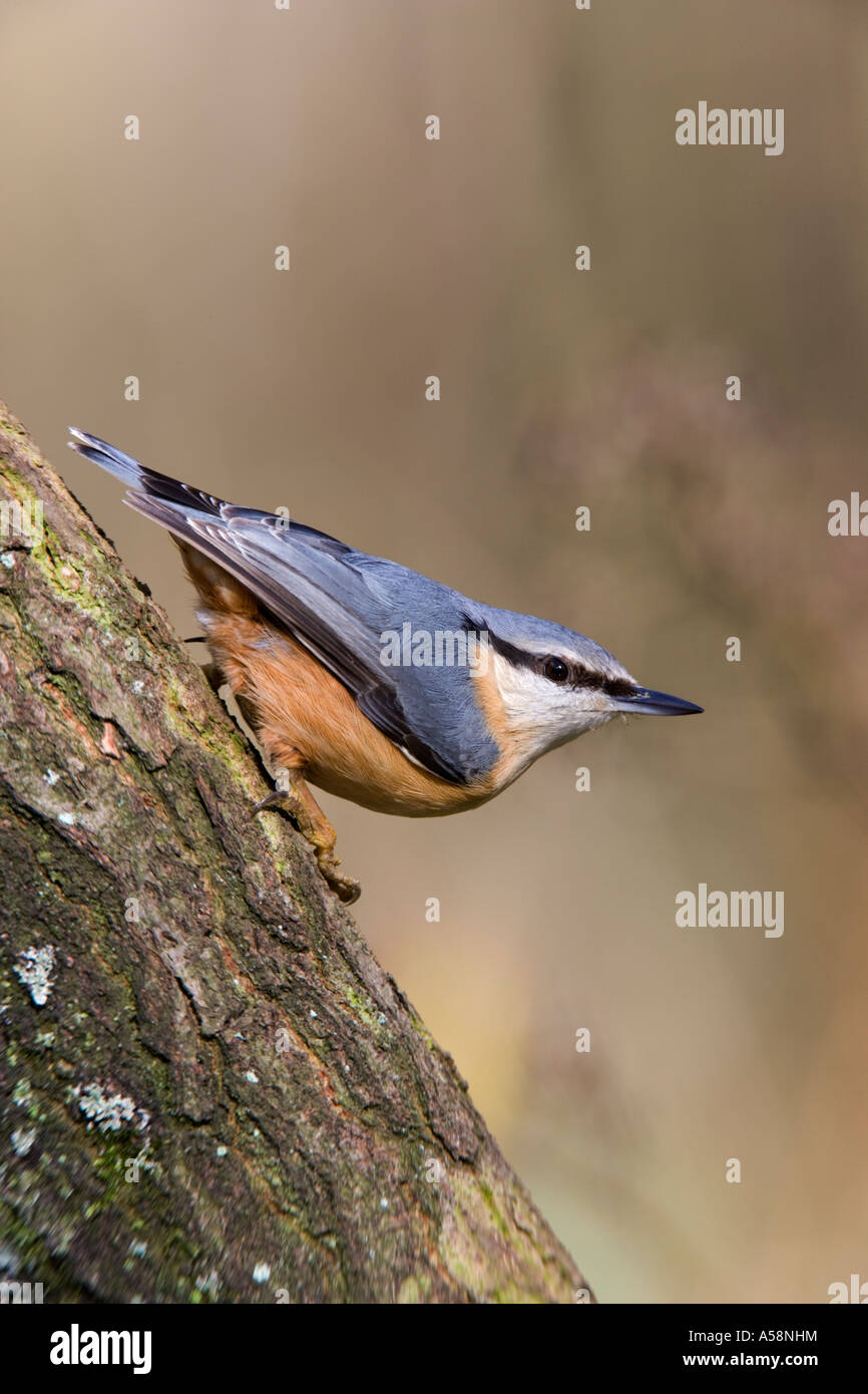 Nuthatch Sitta europaea perched on oak branch looking alert with nice out of focus background salcey forest northants Stock Photo