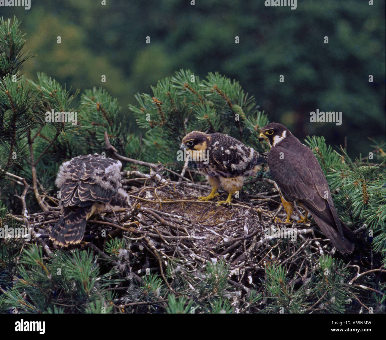 Hobby. Female at nest in old crow s nest 80ft high Surrey England