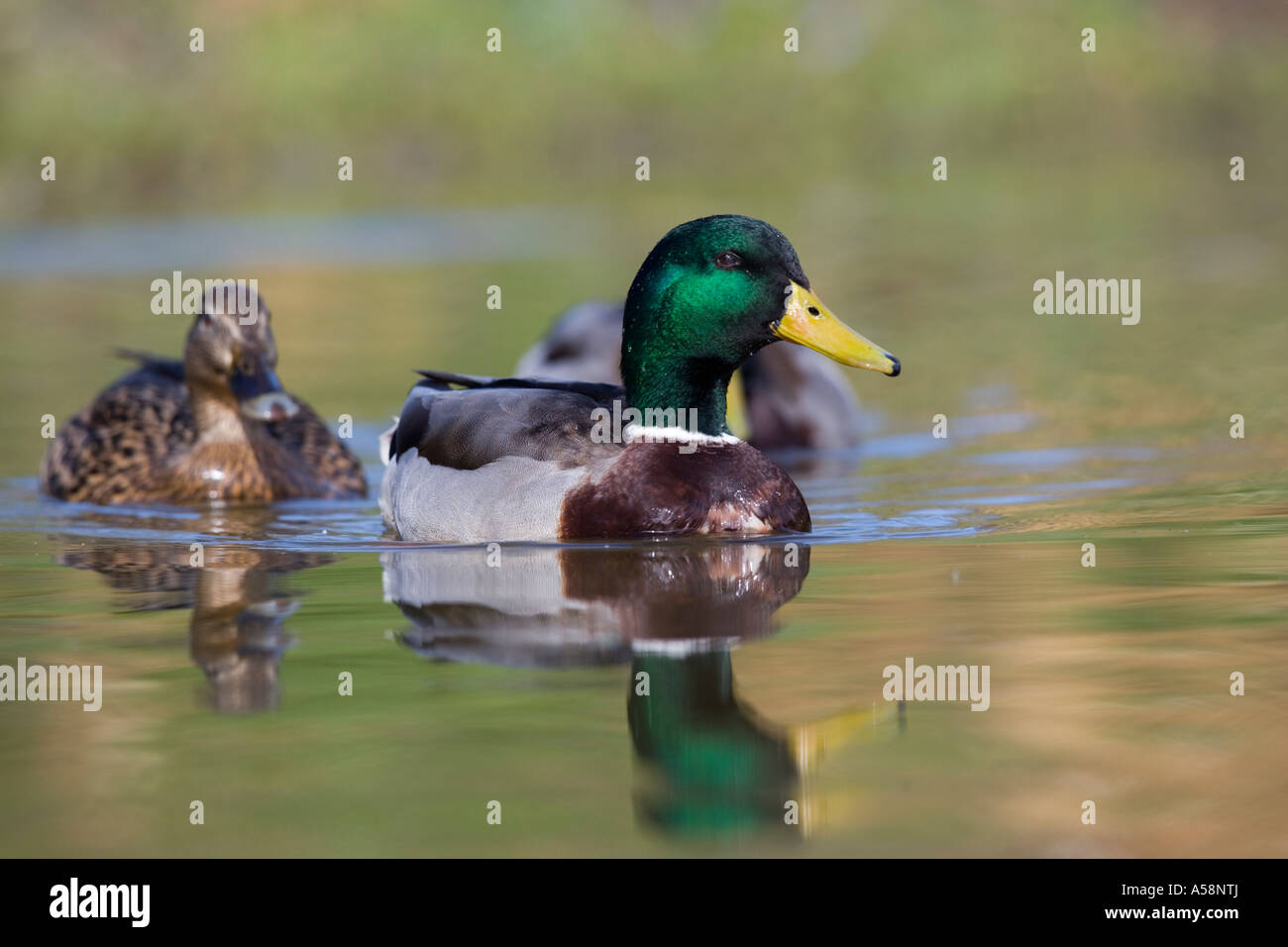 Group of Mallards Anas platyrhynchos swimming on pond with reflection in water and looking alert potton bedfordshire Stock Photo