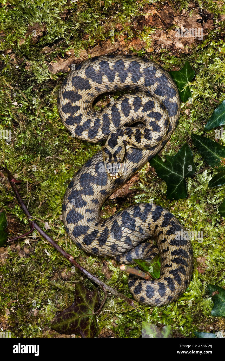 Adder Vipera berus  coiled on moss covered log sunning itself showing good markings leicestershire Stock Photo