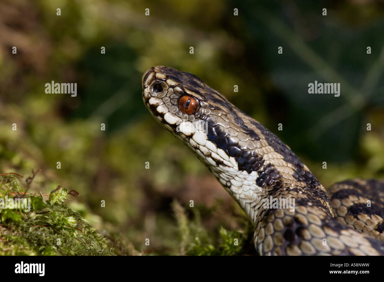 Adder Vipera berus close up of head looking alert on moss covered log leicestershire Stock Photo