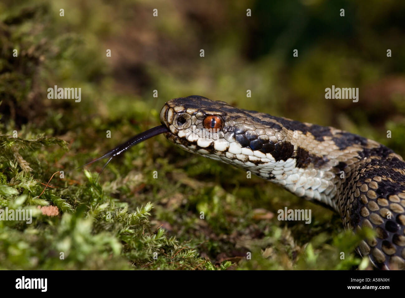 Adder Vipera berus close up of head with tongue out and looking alert on moss covered log leicestershire Stock Photo