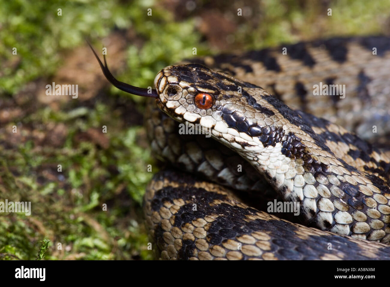 Adder Vipera berus close up of head with tongue out and looking alert on moss covered log leicestershire Stock Photo