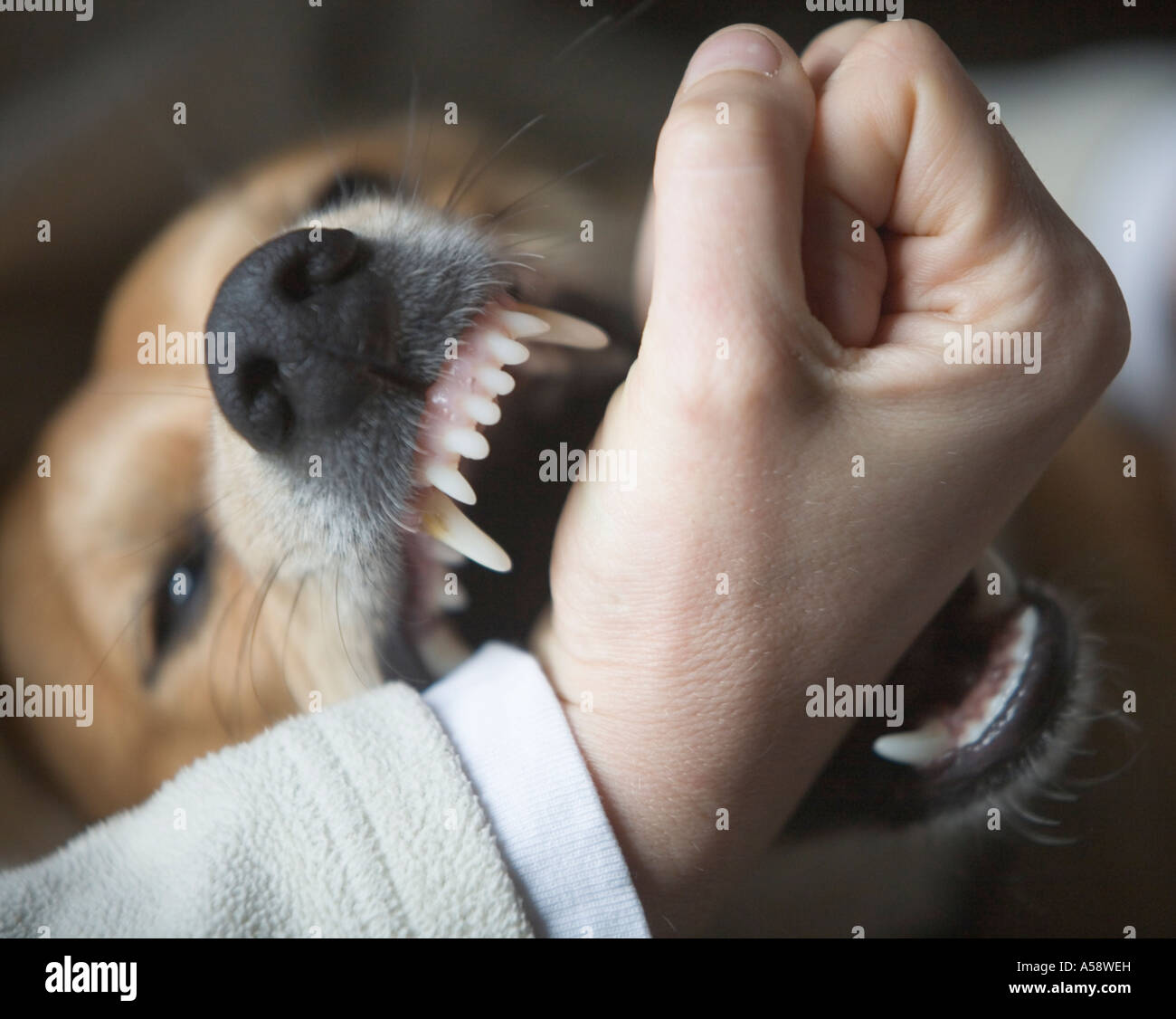 Biting the hand that feeds you Stock Photo Alamy