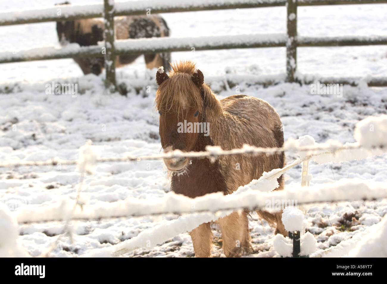 Miniature Horses in the snow cross between Shetland and Falabella South Wales Stock Photo