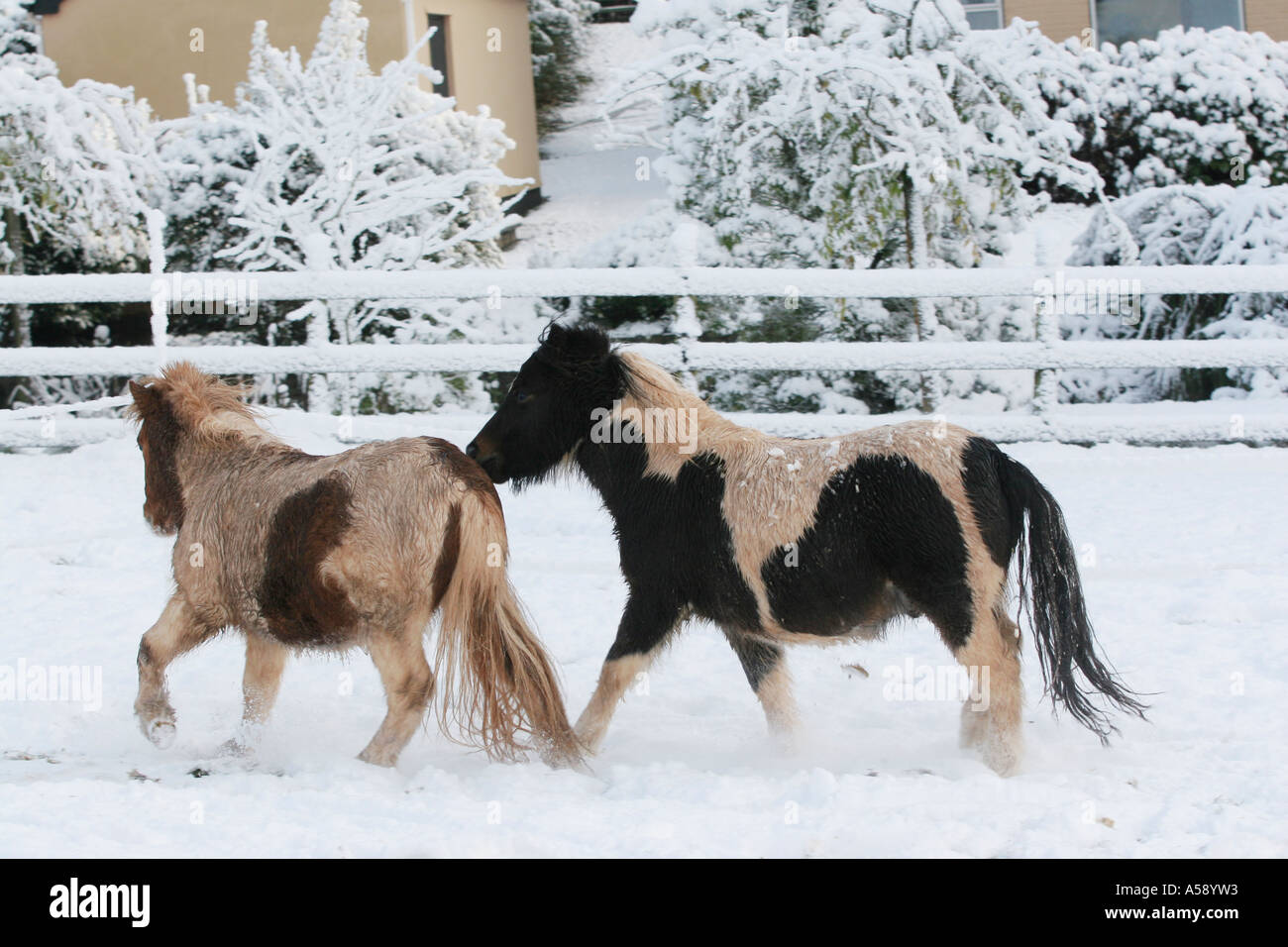 Miniature Horses in the snow cross between Shetland and Falabella South Wales Stock Photo