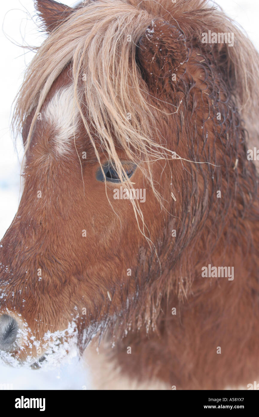Miniature Horse in the snow cross between Shetland and Falabella South Wales Stock Photo