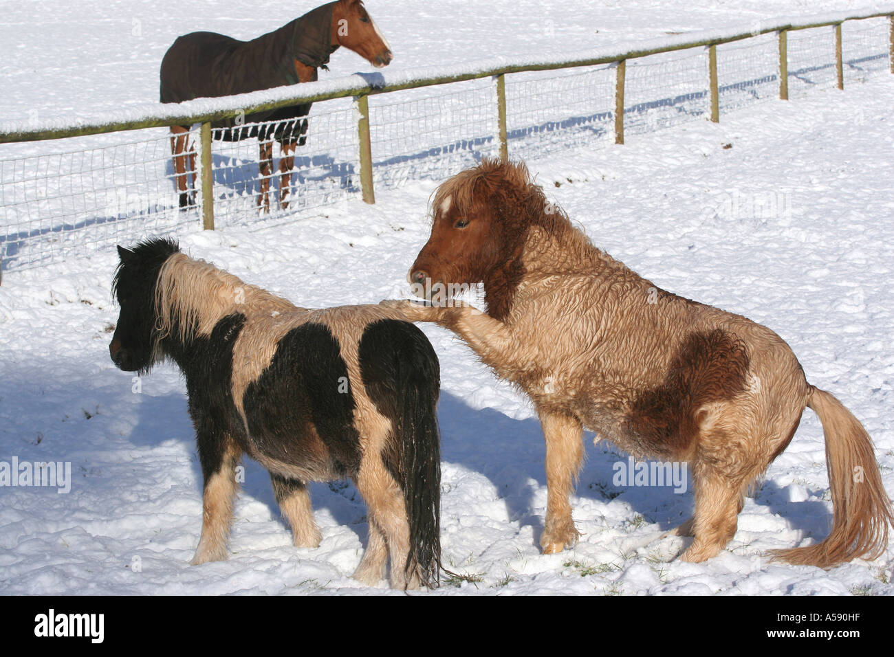 Miniature Horses in Snow cross between Shetland and Falabella South Wales Stock Photo