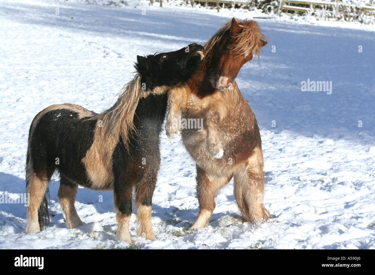 Miniature Horses in Snow cross between Shetland and Falabella South Wales Stock Photo